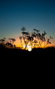 Preview wallpaper grass, sunset, sky, sun, blur