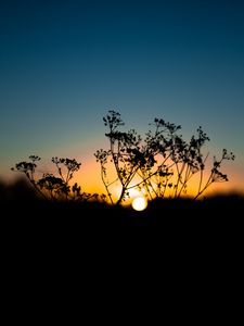 Preview wallpaper grass, sunset, sky, sun, blur