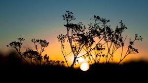 Preview wallpaper grass, sunset, sky, sun, blur
