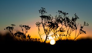 Preview wallpaper grass, sunset, sky, sun, blur