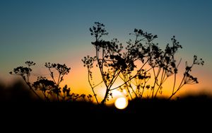 Preview wallpaper grass, sunset, sky, sun, blur