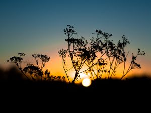 Preview wallpaper grass, sunset, sky, sun, blur