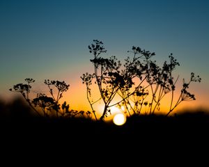 Preview wallpaper grass, sunset, sky, sun, blur
