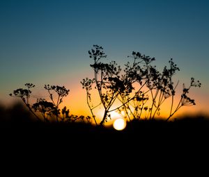 Preview wallpaper grass, sunset, sky, sun, blur