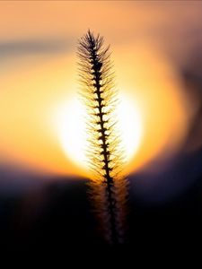 Preview wallpaper grass, sunset, sky, circle