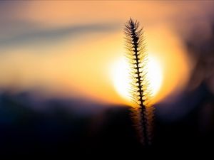 Preview wallpaper grass, sunset, sky, circle