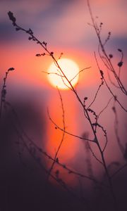 Preview wallpaper grass, sunset, sun, macro