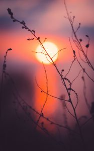 Preview wallpaper grass, sunset, sun, macro