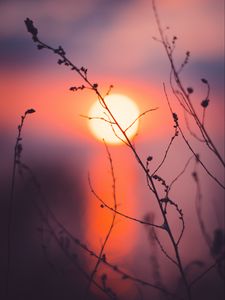 Preview wallpaper grass, sunset, sun, macro