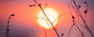 Preview wallpaper grass, sunset, sun, macro