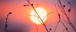 Preview wallpaper grass, sunset, sun, macro