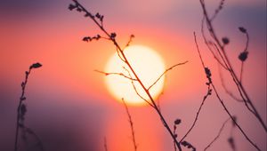 Preview wallpaper grass, sunset, sun, macro