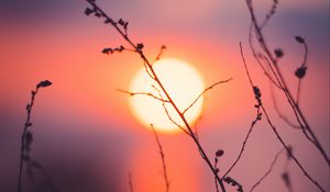 Preview wallpaper grass, sunset, sun, macro