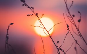 Preview wallpaper grass, sunset, sun, macro