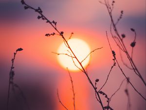 Preview wallpaper grass, sunset, sun, macro