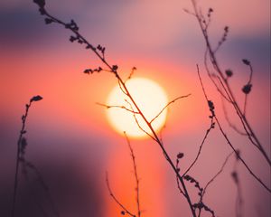 Preview wallpaper grass, sunset, sun, macro