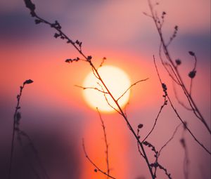 Preview wallpaper grass, sunset, sun, macro