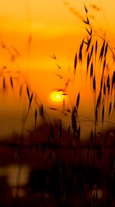 Preview wallpaper grass, sunset, sun, lake, dark