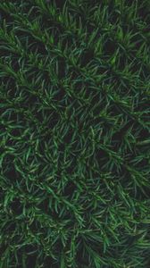 Preview wallpaper grass, surface, background, green