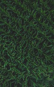 Preview wallpaper grass, surface, background, green