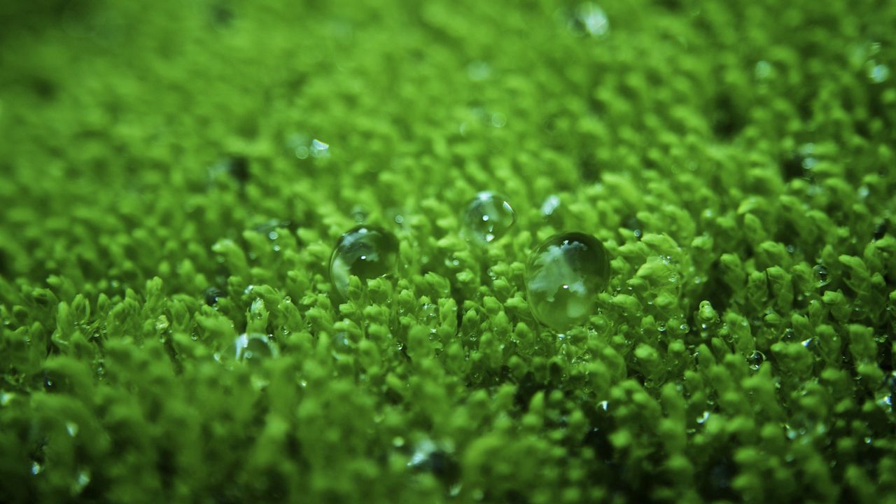 Wallpaper grass, surface, droplets, bubbles, green, lawn