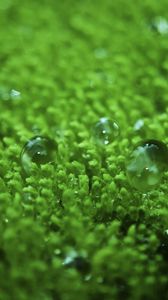 Preview wallpaper grass, surface, droplets, bubbles, green, lawn