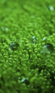 Preview wallpaper grass, surface, droplets, bubbles, green, lawn