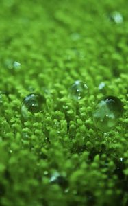 Preview wallpaper grass, surface, droplets, bubbles, green, lawn