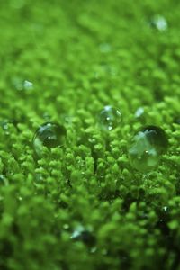 Preview wallpaper grass, surface, droplets, bubbles, green, lawn