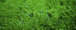 Preview wallpaper grass, surface, droplets, bubbles, green, lawn