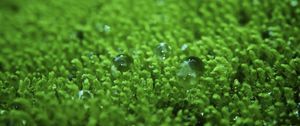 Preview wallpaper grass, surface, droplets, bubbles, green, lawn
