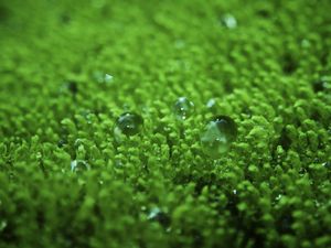 Preview wallpaper grass, surface, droplets, bubbles, green, lawn