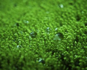 Preview wallpaper grass, surface, droplets, bubbles, green, lawn