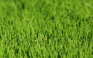 Preview wallpaper grass, surface, light