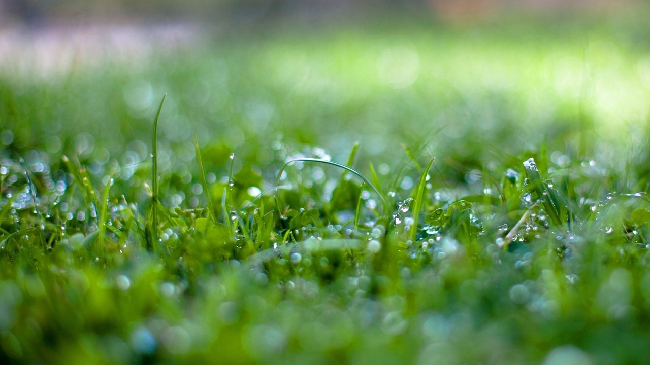 Wallpaper grass, surface, wet