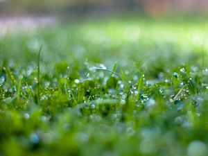 Preview wallpaper grass, surface, wet