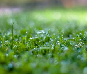 Preview wallpaper grass, surface, wet