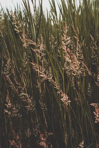 Preview wallpaper grass, thickets, greens