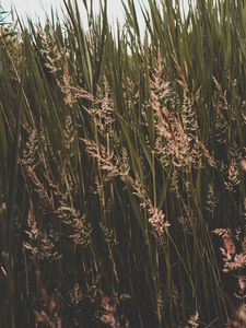 Preview wallpaper grass, thickets, greens