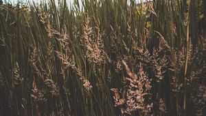 Preview wallpaper grass, thickets, greens