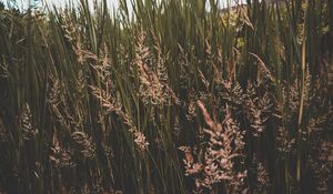 Preview wallpaper grass, thickets, greens