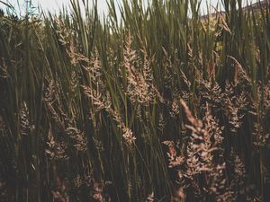 Preview wallpaper grass, thickets, greens