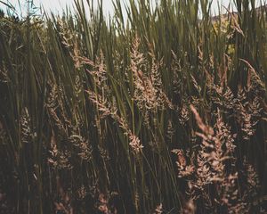 Preview wallpaper grass, thickets, greens