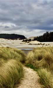 Preview wallpaper grass, trail, sand, dunes, forest, landscape