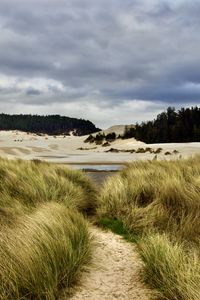 Preview wallpaper grass, trail, sand, dunes, forest, landscape