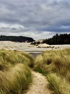 Preview wallpaper grass, trail, sand, dunes, forest, landscape