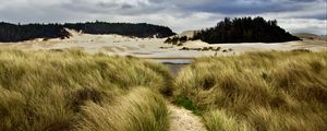 Preview wallpaper grass, trail, sand, dunes, forest, landscape