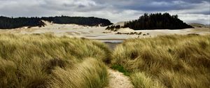 Preview wallpaper grass, trail, sand, dunes, forest, landscape