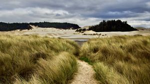 Preview wallpaper grass, trail, sand, dunes, forest, landscape