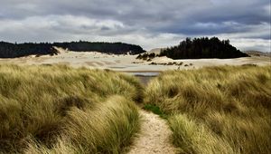 Preview wallpaper grass, trail, sand, dunes, forest, landscape